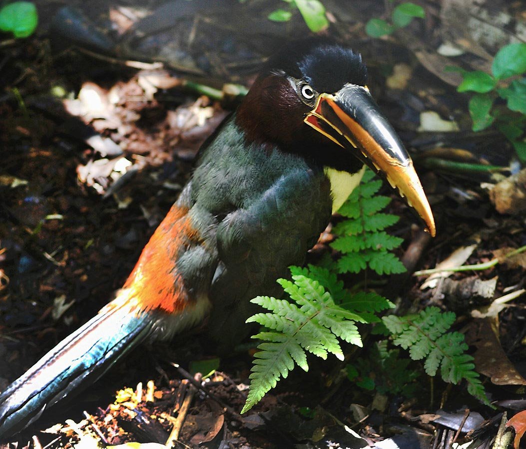 Find yourself side-by-side a myriad of exotic birds in the three walk-in aviaries